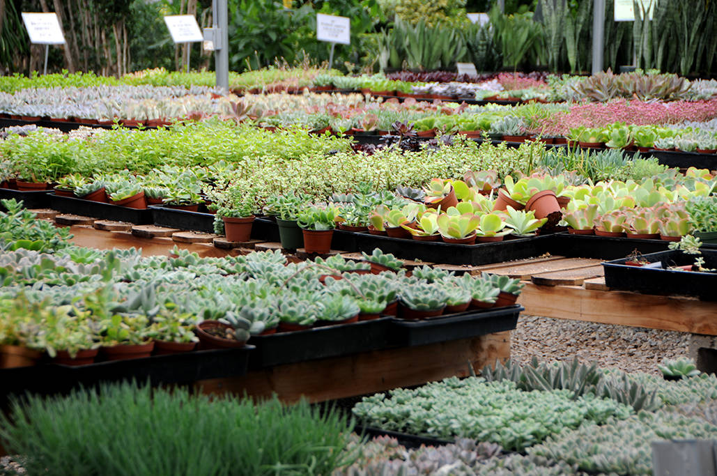 Wholesale Succulent Nursery: Orange County, Los Angeles & San Diego