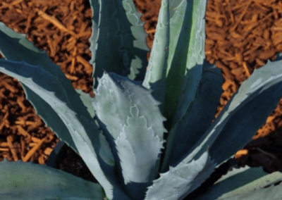 Agave Americana , orange county succulents, succulents for sale in california, wholesale nursery orange county, agave succulent