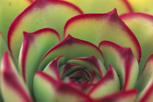 succulent wholesale nursery in southern california
