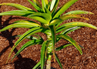 Bainesii Aloe, orange county succulents, aloe succulents, aloe plants for sale, best aloe plants, what is aloe, aloe succulents