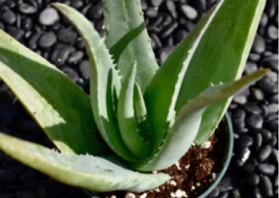 Vera Aloe, orange county succulents, aloe succulents, aloe plants for sale, best aloe plants, what is aloe, aloe succulents