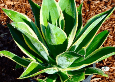 Celsii Multicolor Agave, orange county succulents, succulents for sale in california, wholesale nursery orange county, agave succulent