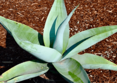 Guiengola Agave , orange county succulents, succulents for sale in california, wholesale nursery orange county, agave succulent