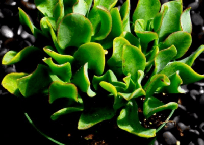 orange-county-wholesale-nursery-crassula-undaltifolia