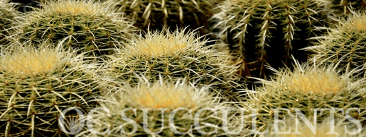 orange-county-wholesale-nursery-echinocactus