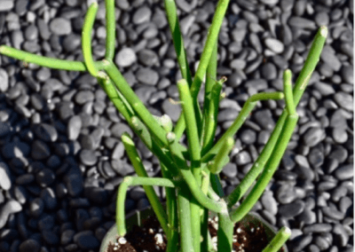 range-county-wholesale-nursery-succulents-irvine-euphorbia-tirucalli