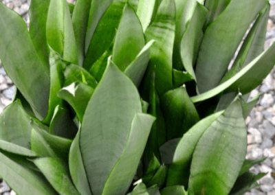 wholesale-succulents-for-sale-retail-nursery-irvine-orange-county-sanseveria-moonshine