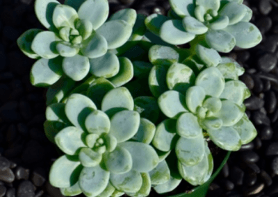 wholesale-succulents-for-sale-retail-nursery-irvine-orange-county-sedum-clavatum