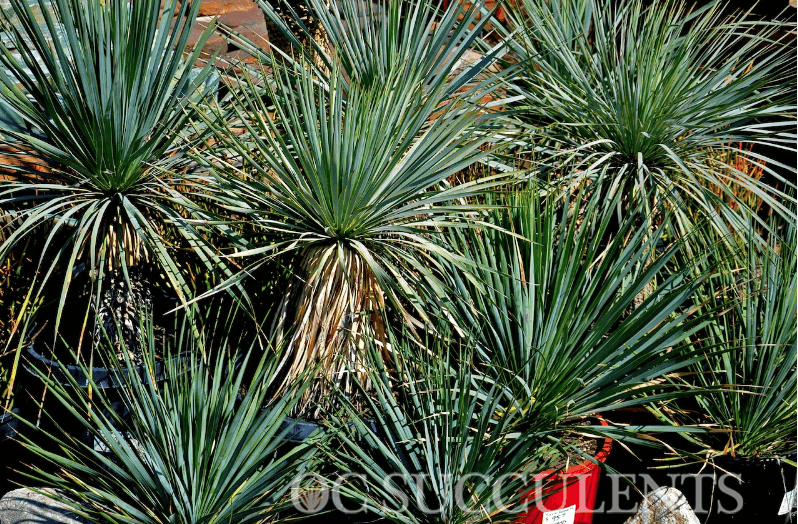 Yucca Rostrata Succulent for Sale from Orange County Wholesale Nursery