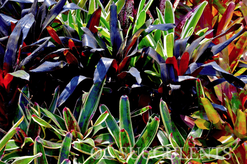 Bromeliads are a type of Succulent. 