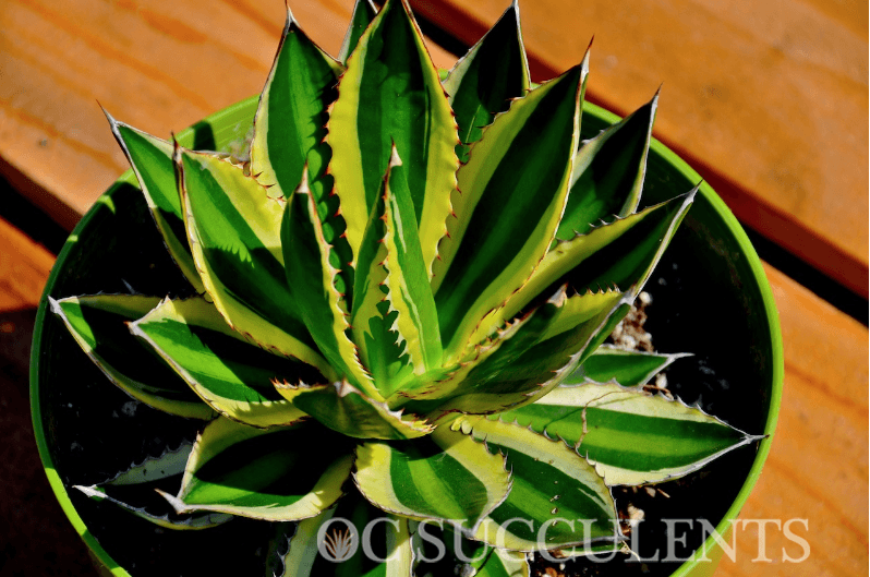 Agave Lophantha - Quadricolor succulent, a drought tolerant plant blog. 