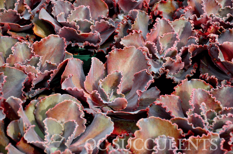 Echeveria Arlie Wright succulent for sale from Orange County nursery