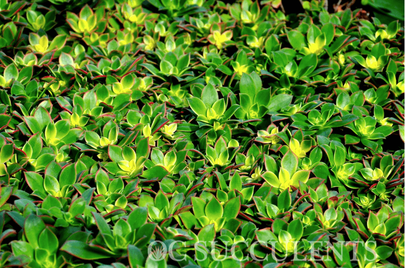 Aeonium Kiwi Succulent online information about all garden plants