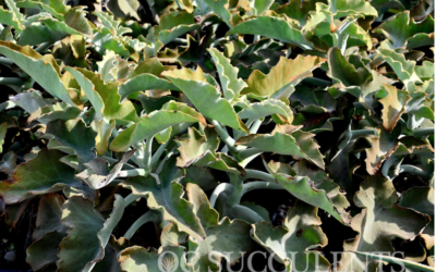 Felt Plant – Kalanchoe Beharensis