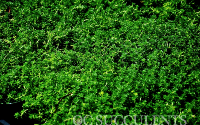 Sedum Green Carpet