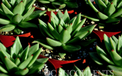 Plants That Store Water