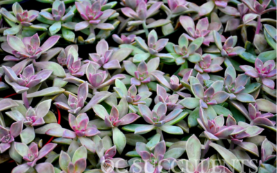 How to Water Your Succulents