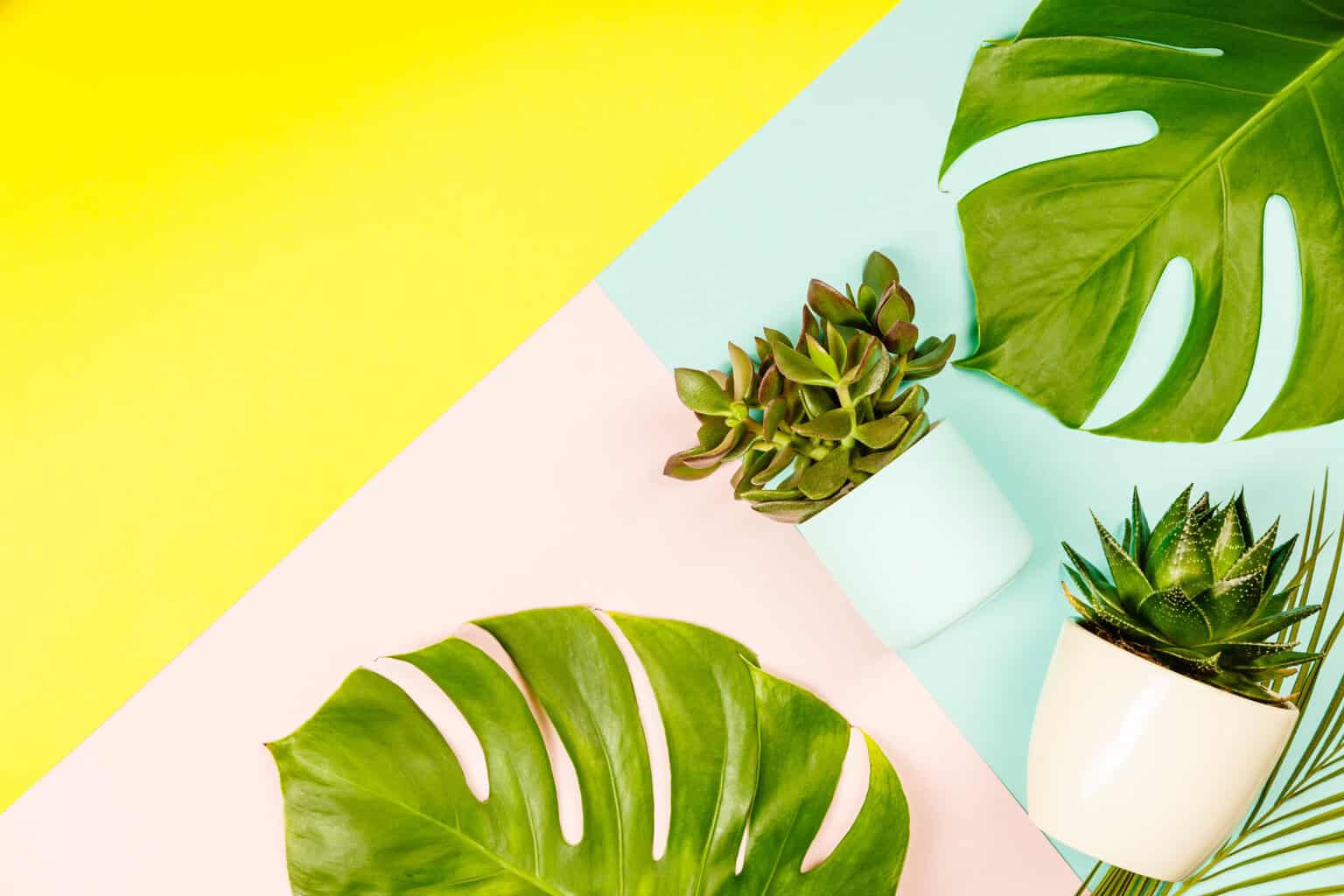 The Houseplant Matchmaker Test