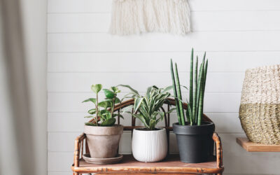The Best Houseplant for Every Plant Parent Type