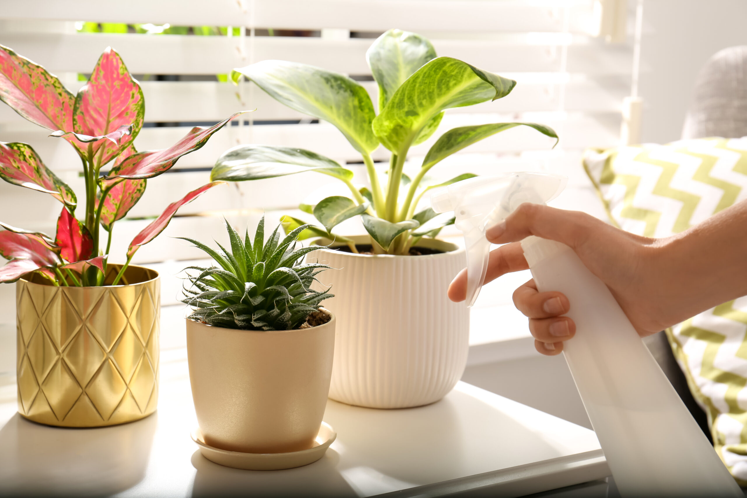 oc succulents indoor pest control products