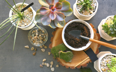 Potting Soil Vs. Garden Soil for Houseplants