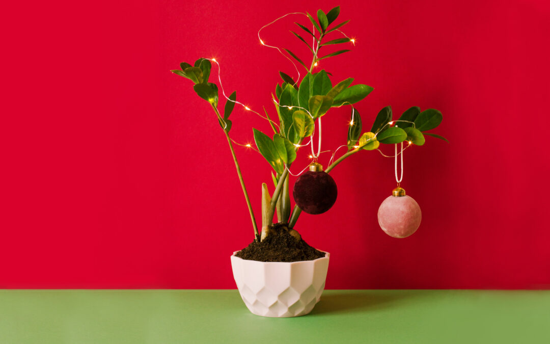 Holiday Decorating with Houseplants