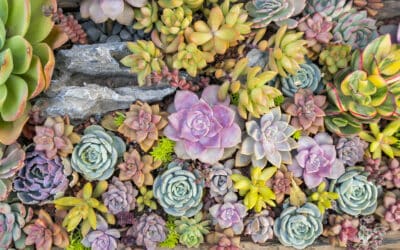 How to Design a Succulent Rock Garden
