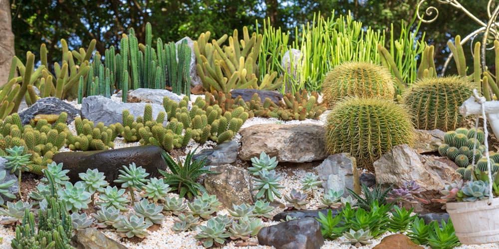 rock garden oc succulents