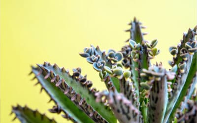 5 Succulents That Grow Really Tall, Really Fast!