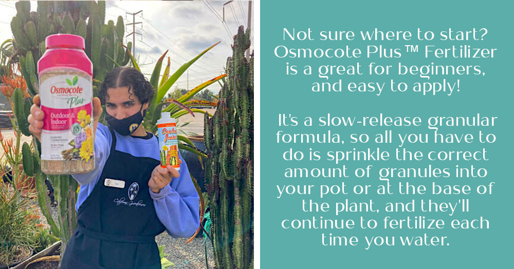 How to Fertilize Succulents OC