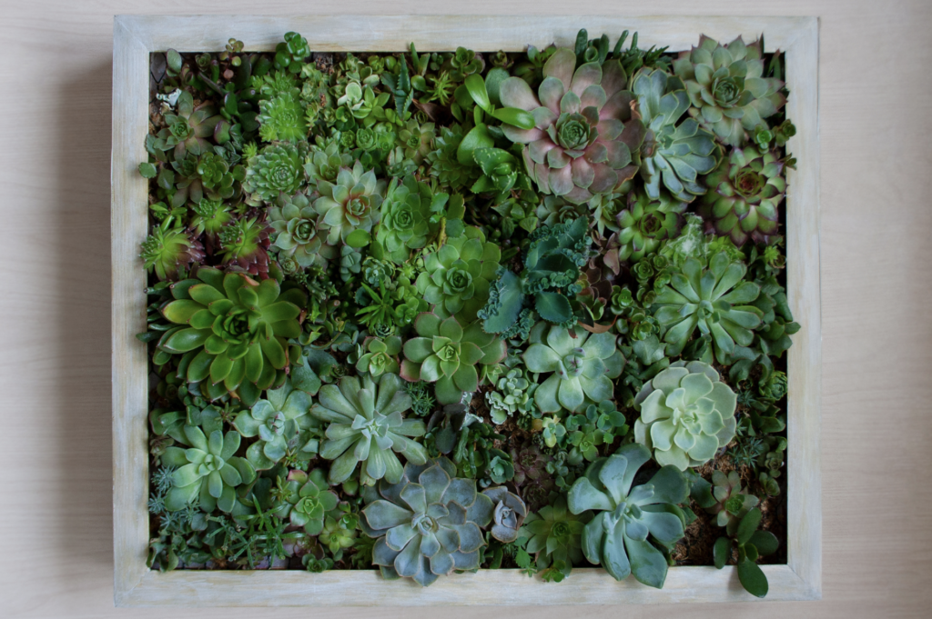 Create Incredible Living Art: DIY Succulent Wall Planters - OC Succulents
