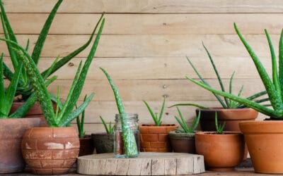 Aloe 101: How to Care For Your Aloe Plant