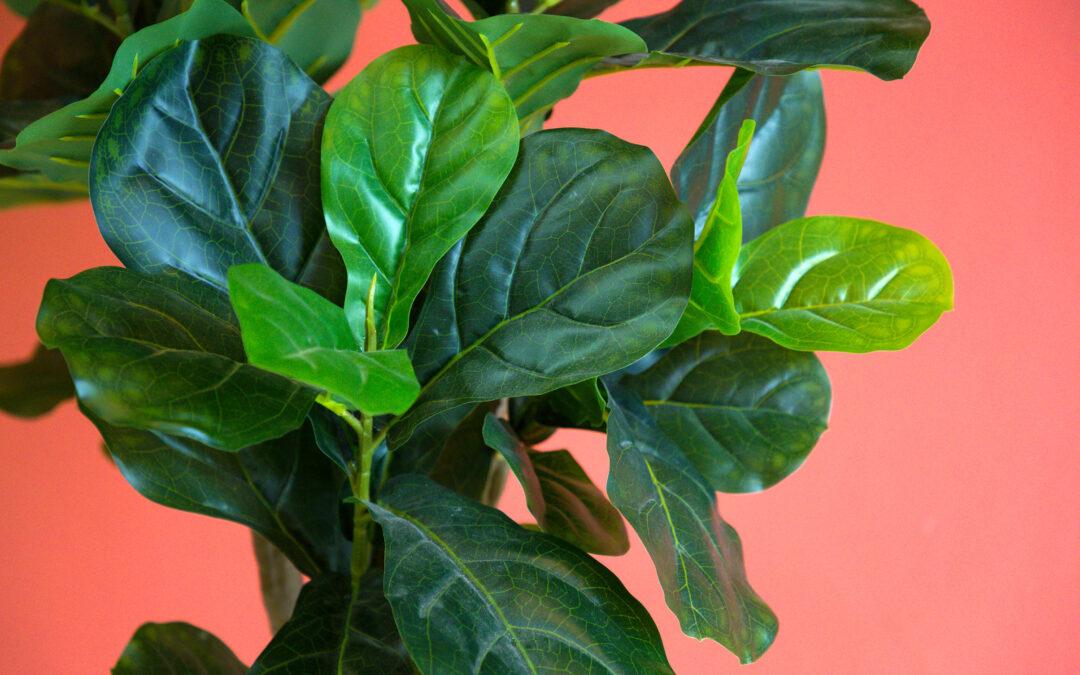 Is It Hard To Take Care Of Fiddle Leaf Figs?