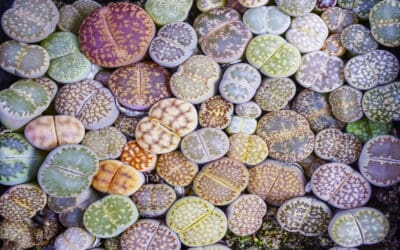 How to Care for Lithops Succulents