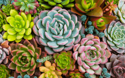 Sunny Succulents: The Trick to Making Your Plants More Colorful