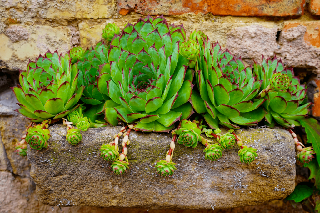 plant insulin INSULIN PLANT --Chamaecostus cuspidatus-- main image 0