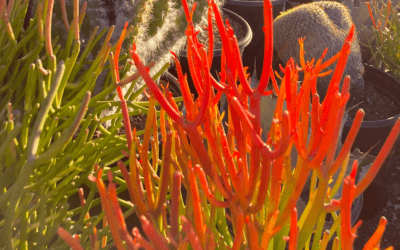 Plant Feature: Firesticks