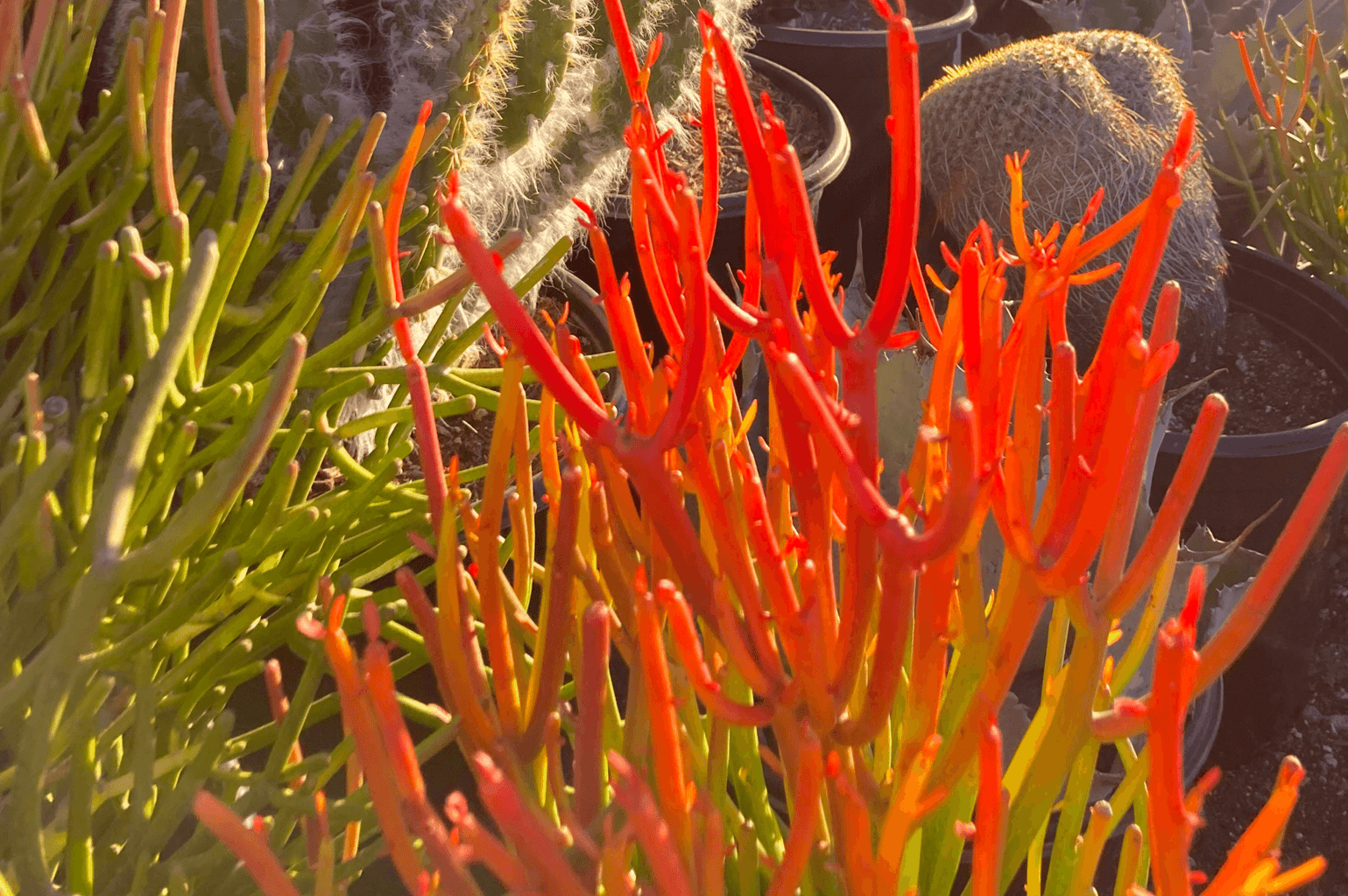 OC Succulents-firestick plant in desert