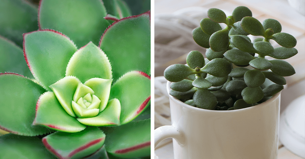 echeveria and jade plants - oc succulents