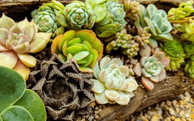 Rustic Charm: How to Decorate with Succulents