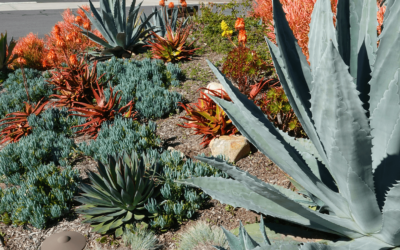 The Californian’s Guide to Outdoor Plant and Succulent Care Over Winter
