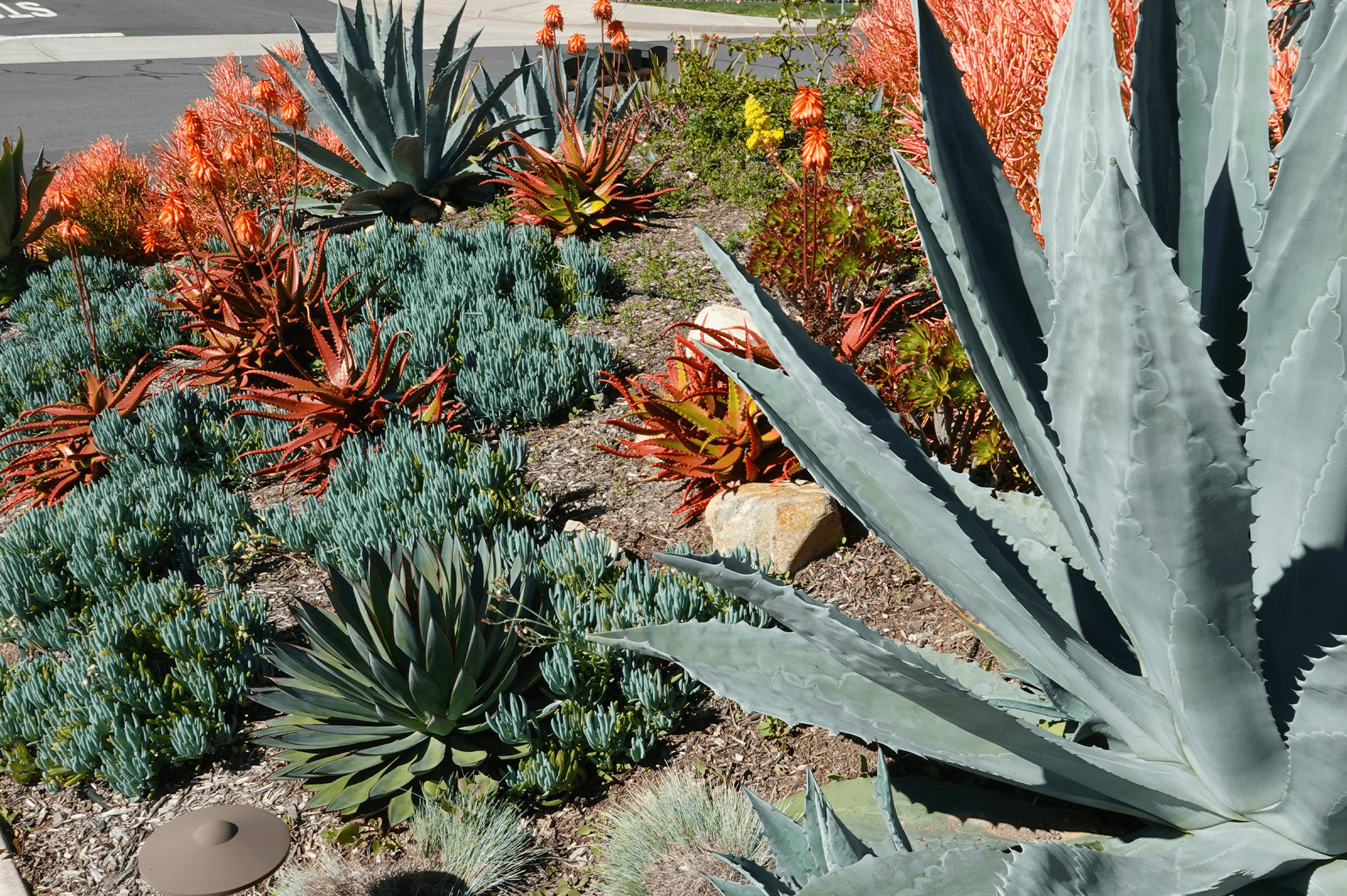 OC Succulents-succulents in calfornia gardens