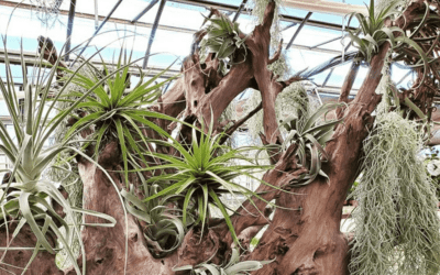 All About Air Plants: Growing Without Pots & Soil