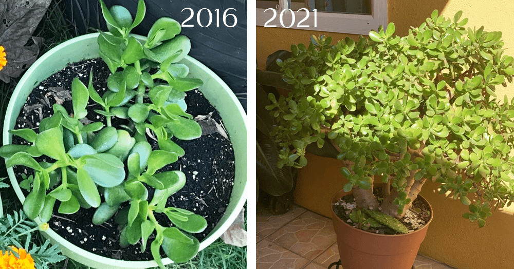 Mois jade plant progress OC Succulents