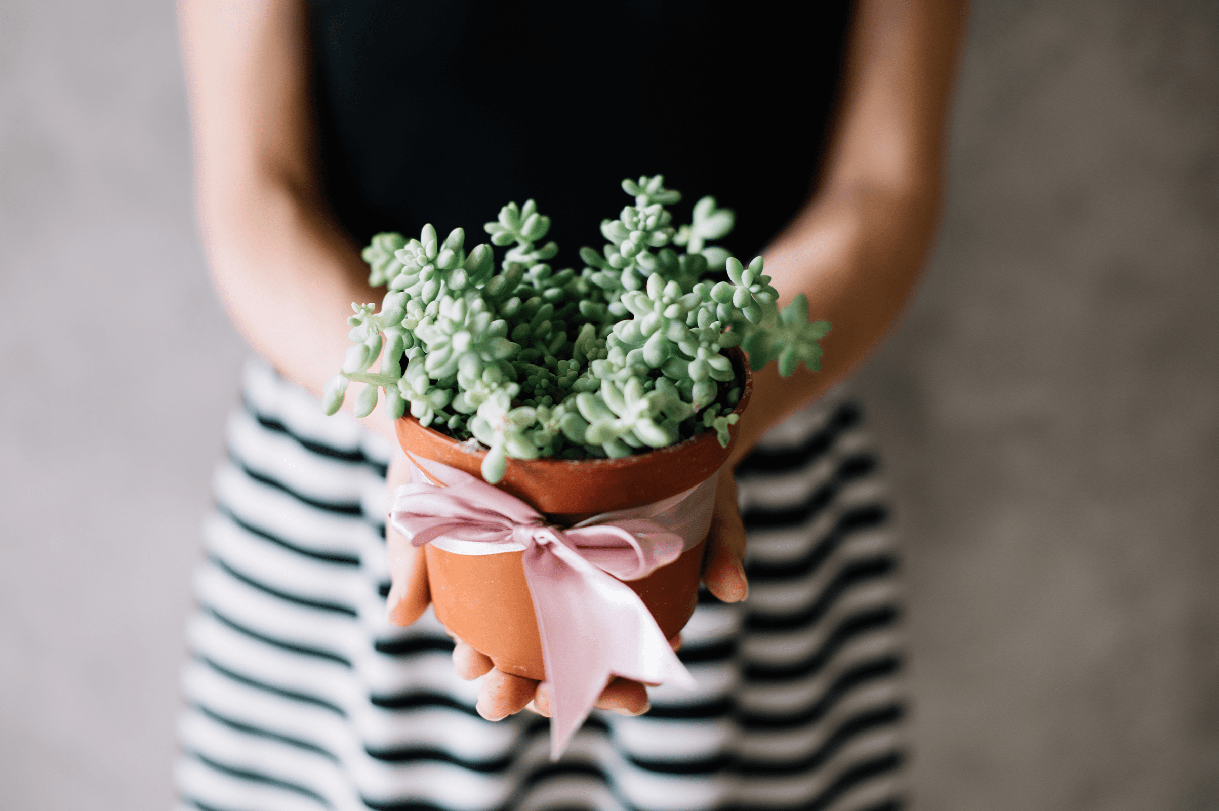 giving the gift of succulent plant oc succulents