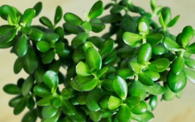 Jade Plant: A Generational Plant to Pass Down
