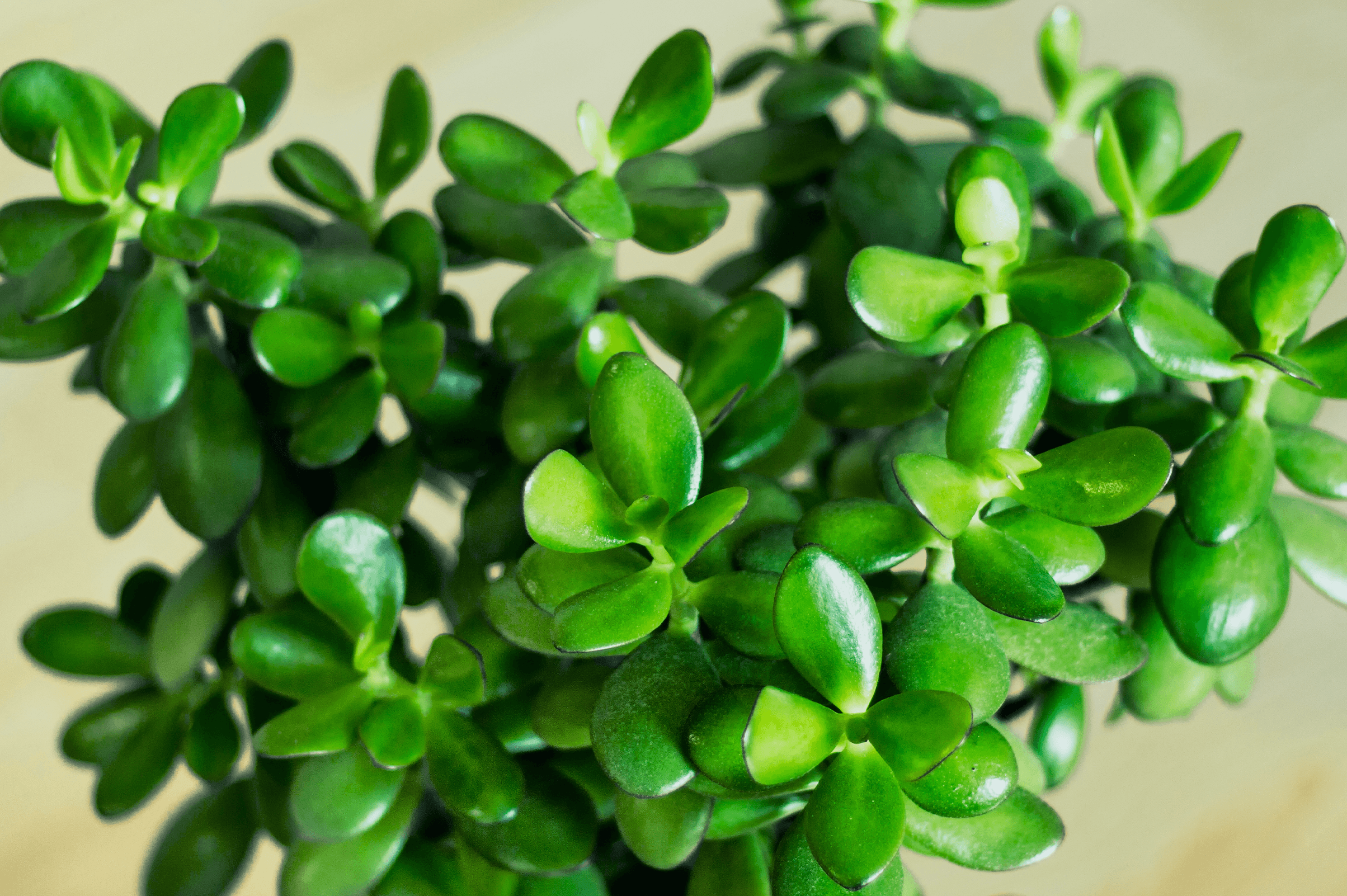 -houseplant jade growing indoors oc succulents