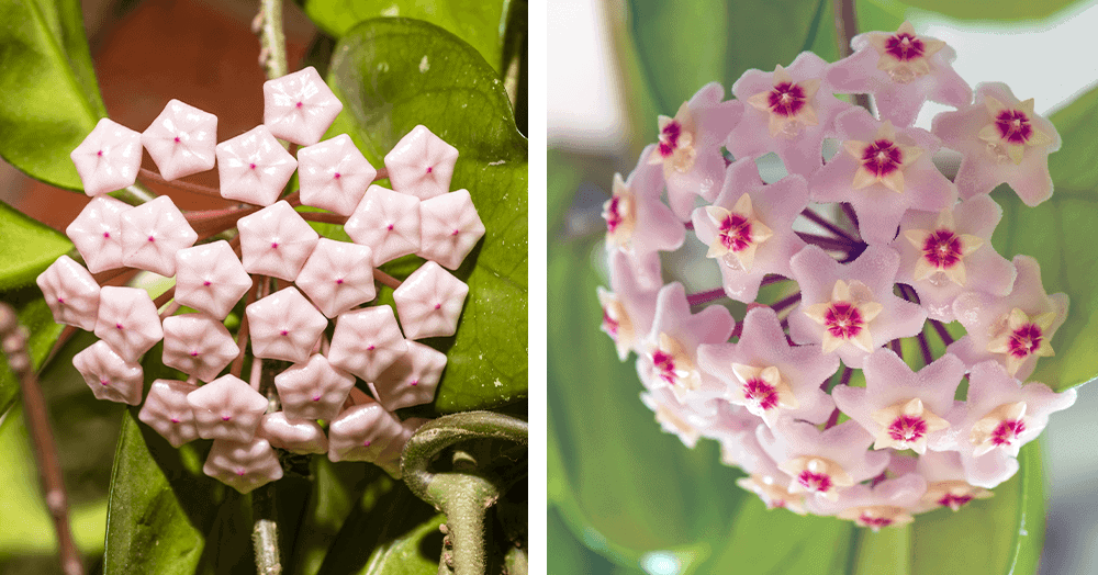 hoya open and closed blooms oc succulents