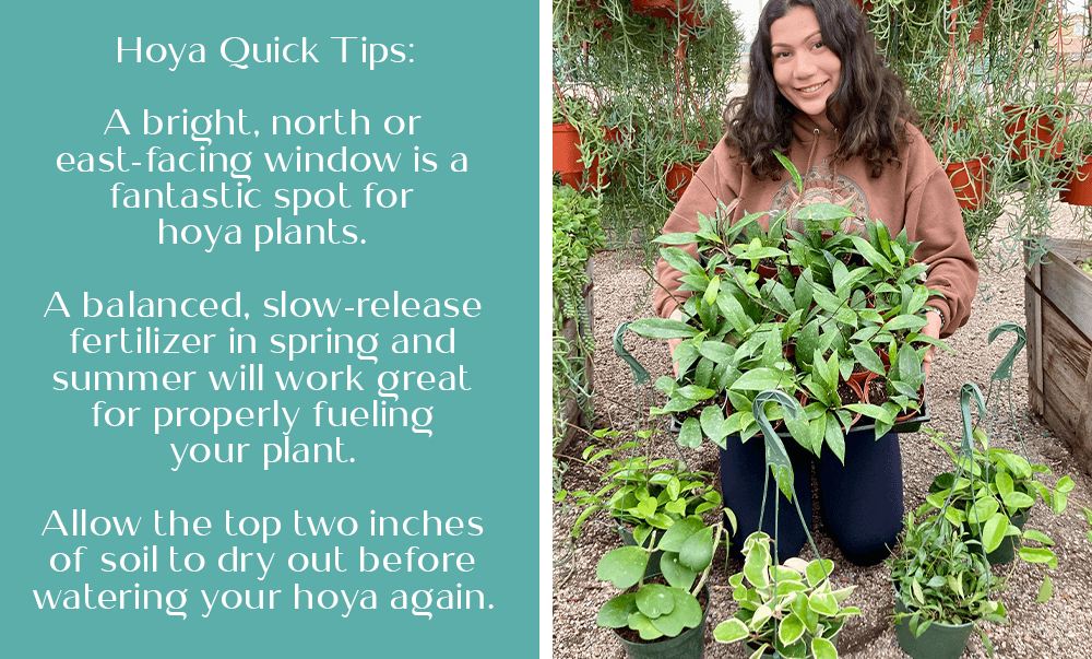 hoya quick tips oc succulents