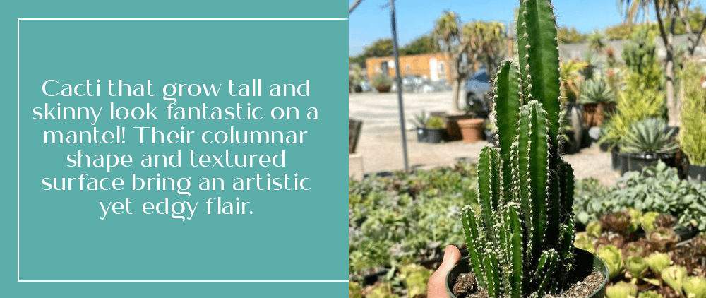 columnar shaped cacti oc succulents